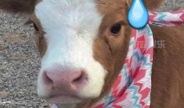 娱乐吃瓜酱发财,揭秘明星财富背后的秘密